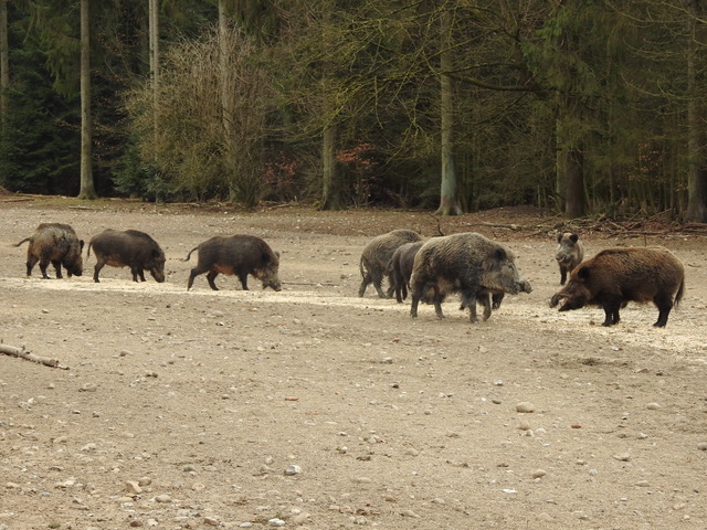 Wildschweine Erlebniswald Trappenkamp