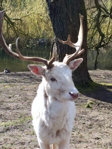 weisser Hirsch - Wildtierpark Schwentinental Kindergeburtstage in Kiel und Umgebung