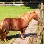 Ponys - Wildpark Schwentinental - Tierpark Raisdorf